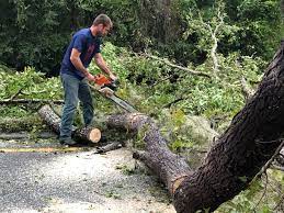 Best Tree Maintenance Programs  in Channahon, IL